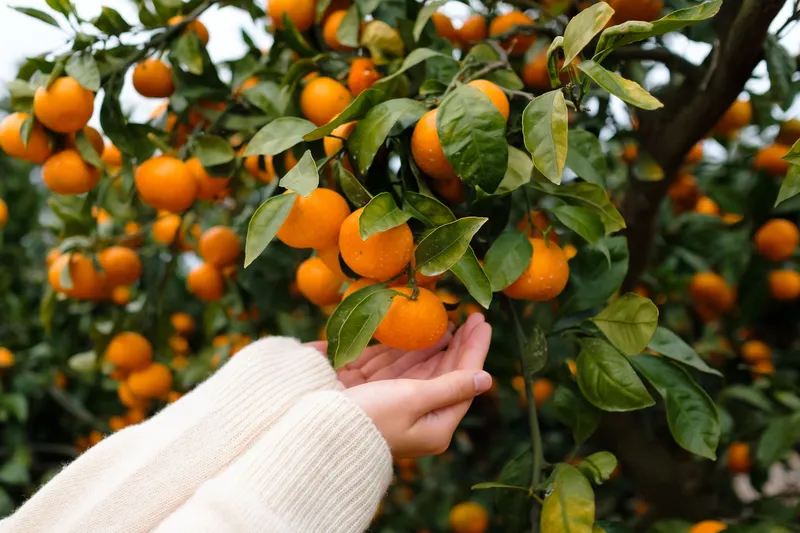 [Ara 1-dong, Jeju] Newly built, 1,000-pyeong (approximately 1,000 square meters) citrus orchard with a Jacuzzi #Near the airport 46