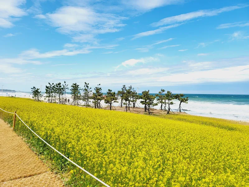 [Gangneung] #New apartment #Surfing #5 min walk to the beach #Coffee street #Ice coffee water purifier #Hotel bedding 8