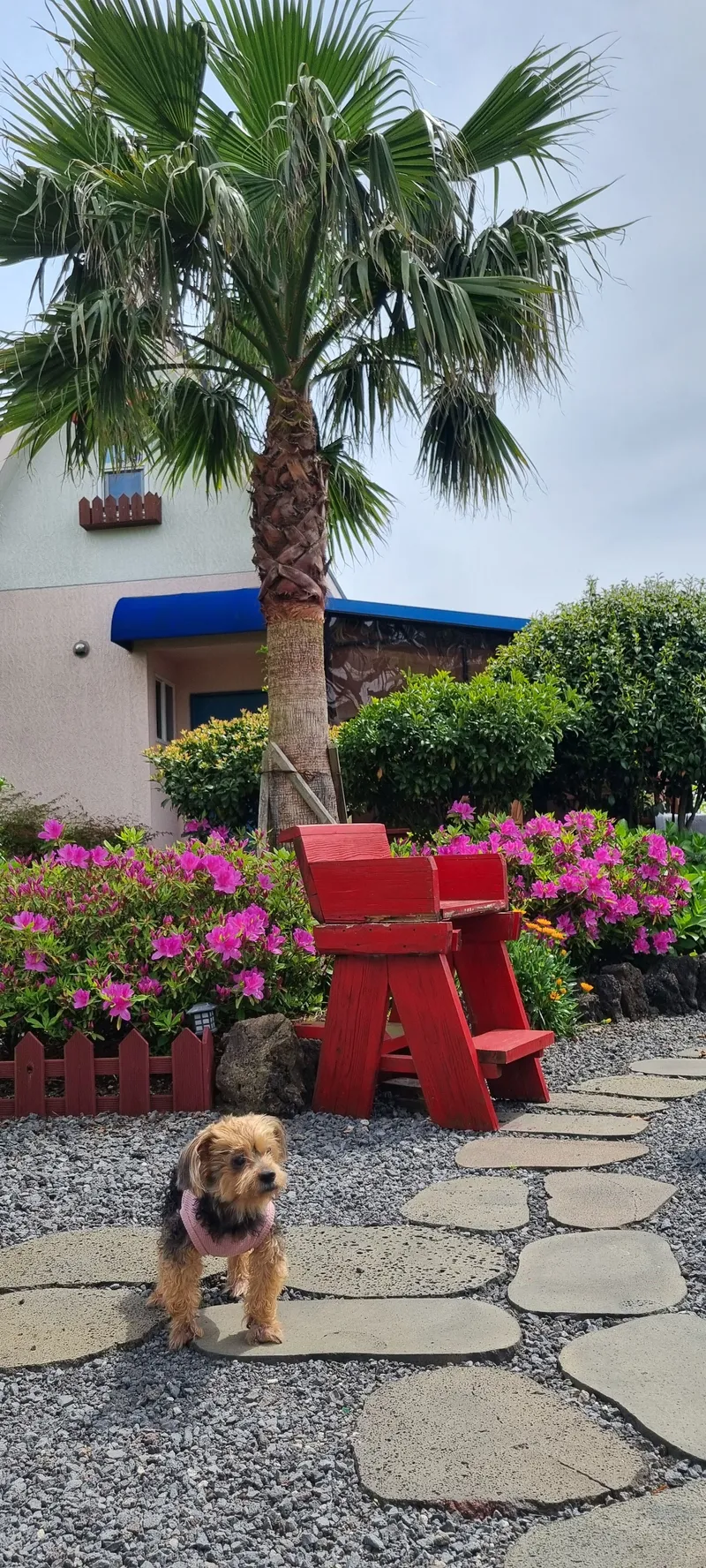 [Gujwa, Jeju] European-style accommodation, pet-friendly one-room duplex Blue Jeju #Large dogs allowed 55