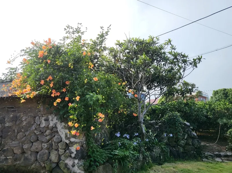 [Aewol, Jeju] #Private #Pets allowed #Free tangerine experience #BBQ 17