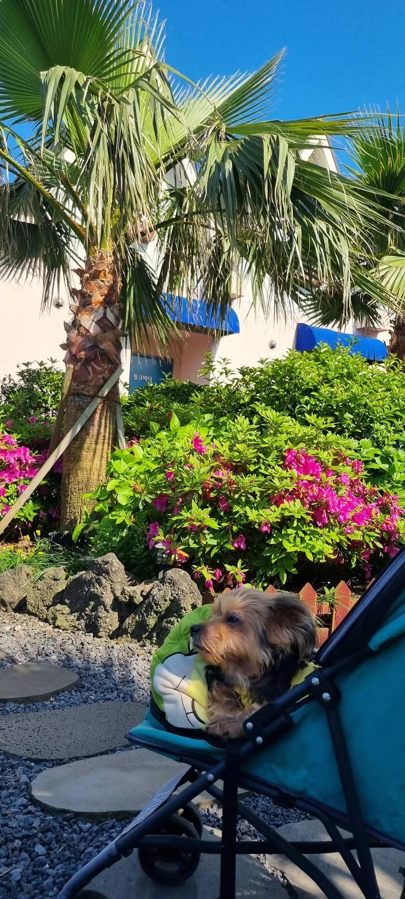 [Gujwa, Jeju] European-style accommodation, pet-friendly one-room duplex Blue Jeju #Large dogs allowed 43
