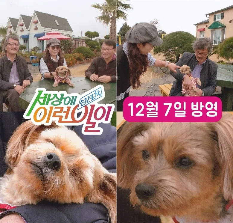 [제주 구좌] 유럽풍숙소 애견동반가능한 원룸복층주택 핑크오름 #대형견가능 136