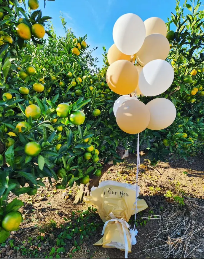 [Ara 1-dong, Jeju] Newly built, 1,000-pyeong (approximately 1,000 square meters) citrus orchard with a Jacuzzi #Near the airport 56