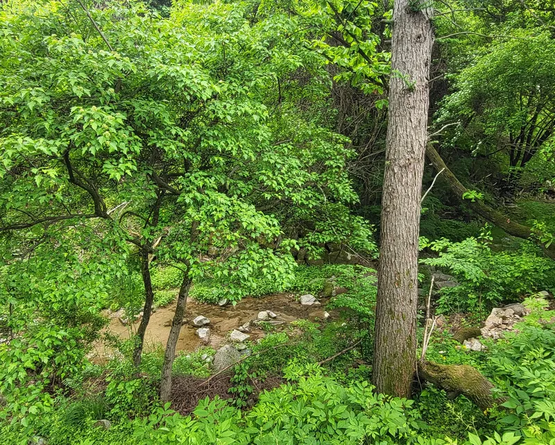 [Hoengseong] Flow + Mindfulness with Negative Ions in the Forest #DogFriendly 22