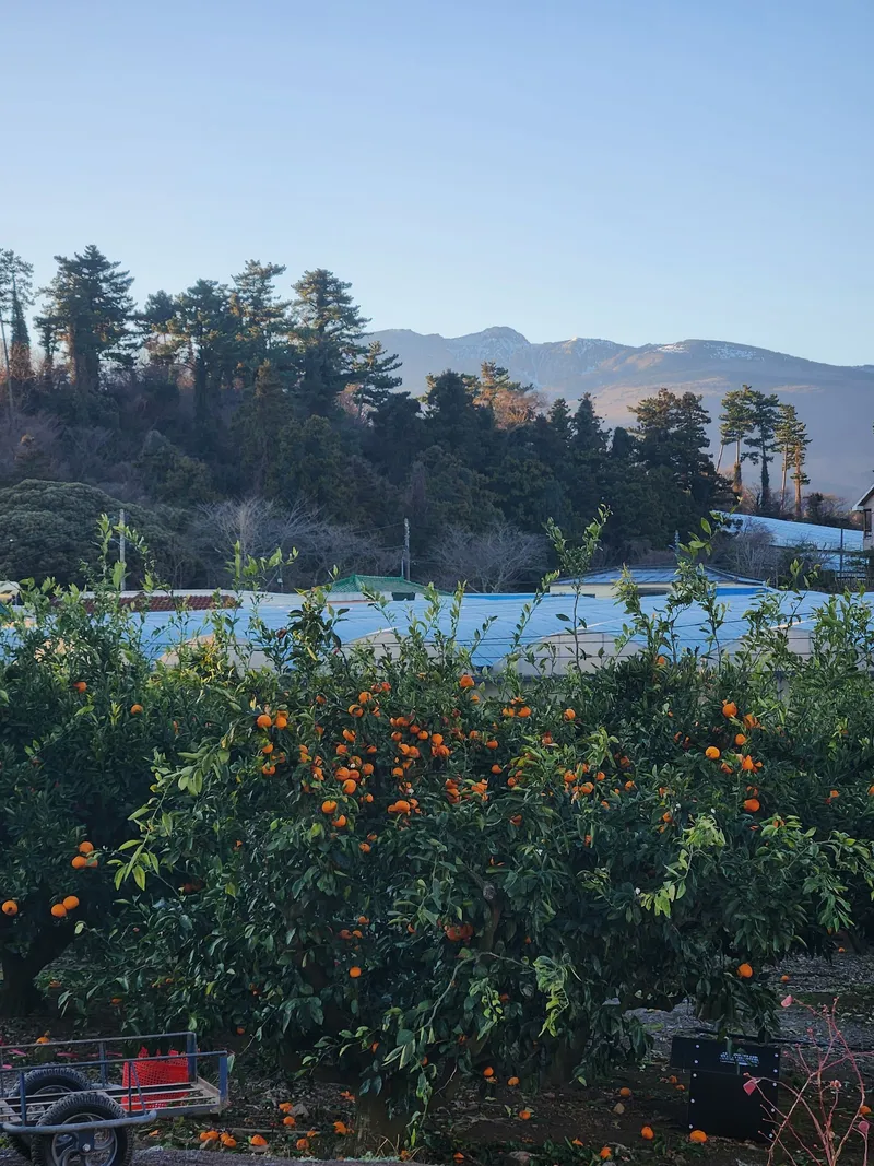[Ara 1-dong, Jeju] Newly built, 1,000-pyeong (approximately 1,000 square meters) citrus orchard with a Jacuzzi #Near the airport 55