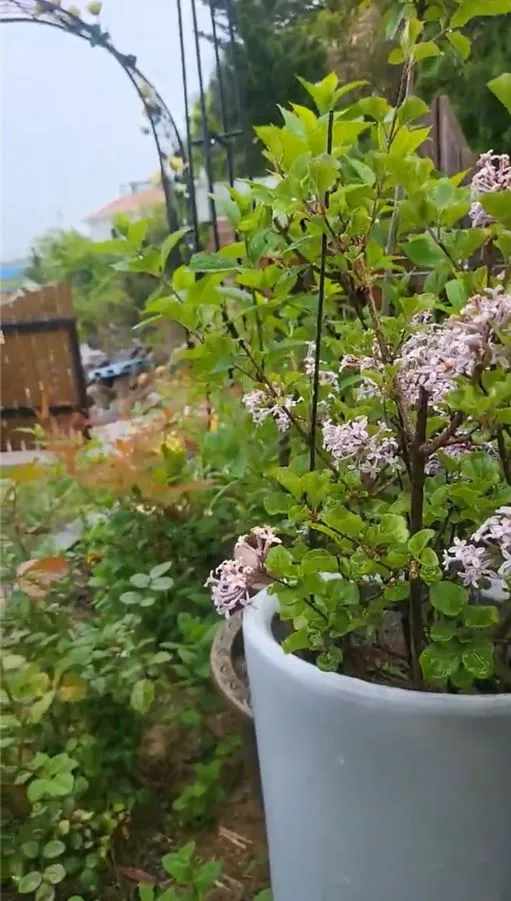 [Yeongdeok] A recently remodeled 56-pyeong detached house with a country feel and healing nature in the arms of the sea 56