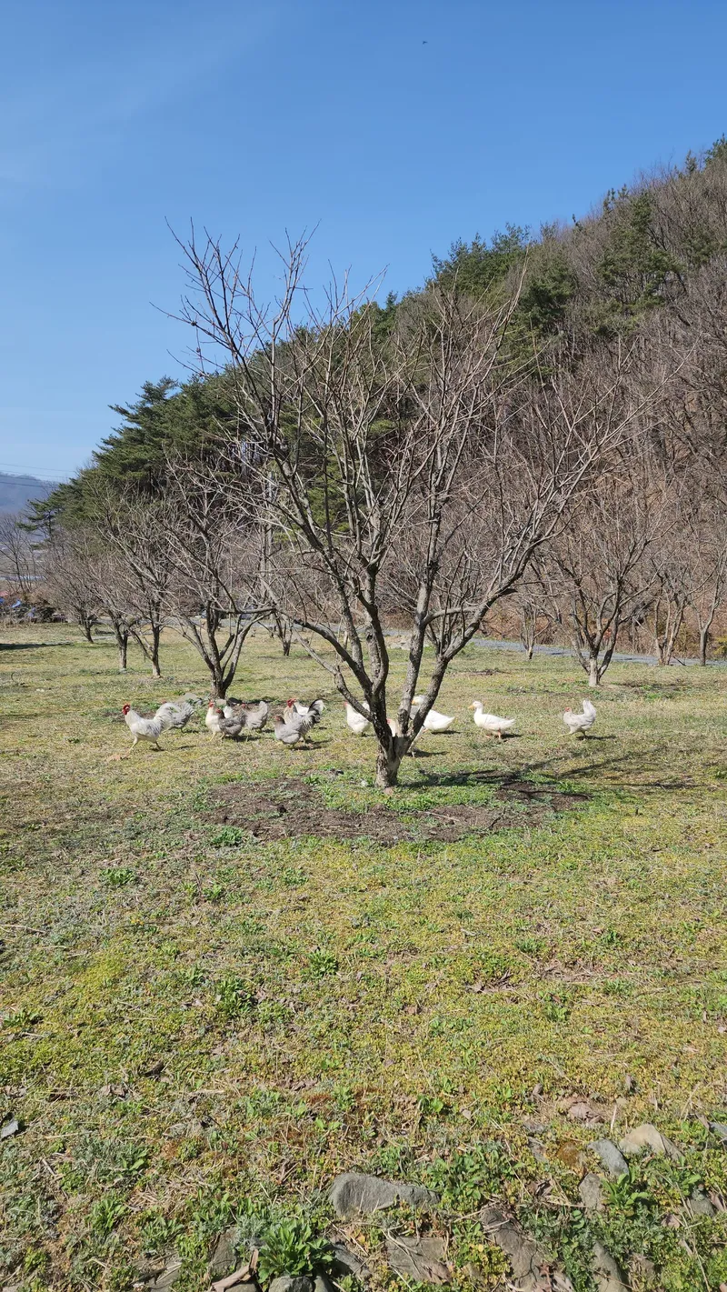 [Buyeo] Buyeo, South Chungcheong Province: Countryside Duplex Guesthouse #Forest #Duplex #Yard #Valley #HealingFarm 28