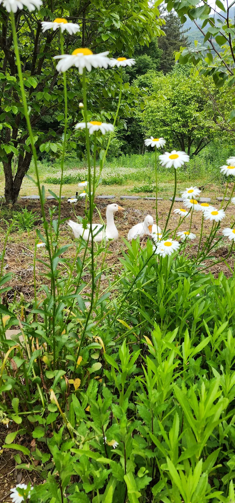 [Buyeo] Buyeo, South Chungcheong Province: Countryside Duplex Guesthouse #Forest #Duplex #Yard #Valley #HealingFarm 20