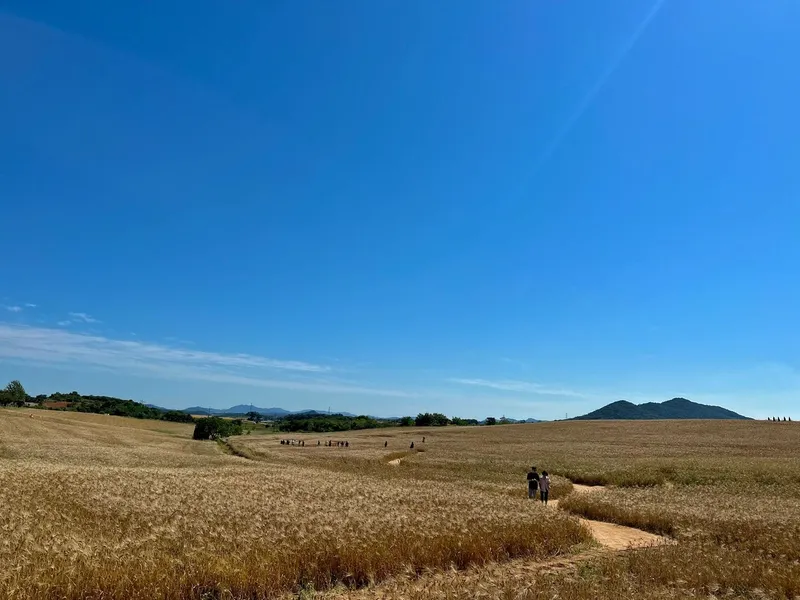 [Gochang] Gongeum green barley field, Seonunsan Mountain, 150 pyeong vegetable garden near Gusipo. Included 16