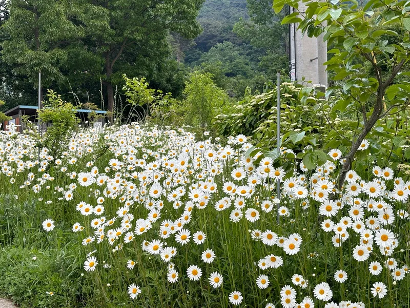 [충남 홍성] 노을예쁜 전원주택 31