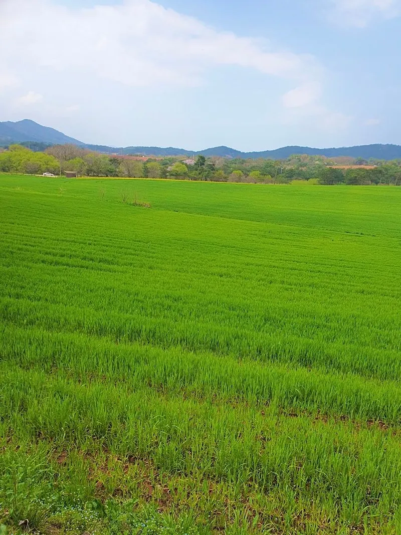 [Gochang] Gongeum green barley field, Seonunsan Mountain, 150 pyeong vegetable garden near Gusipo. Included 15