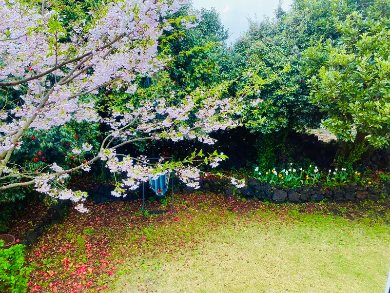 [Seongsan, Seogwipo] Forest Garden Jeju Trees and Birdsong Healing Emotional Accommodation 19