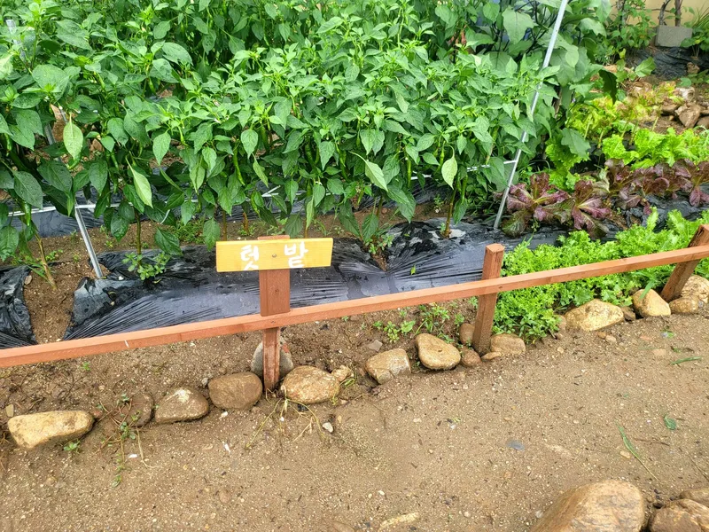 [경북 영주] 촌집독채#반려동물동반#부석사차로10분#계곡물놀이 27