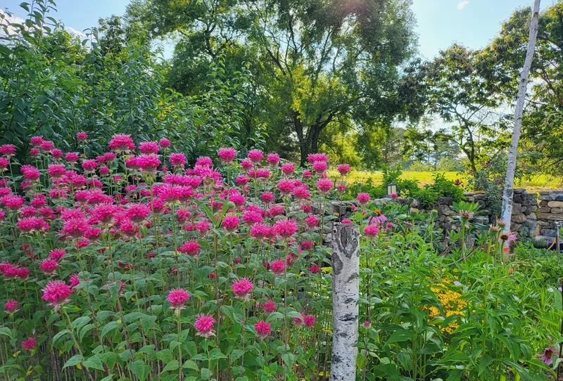 [Gangneung] Healing in a quiet countryside #Country life #Yard #Stone wall fish annex 44