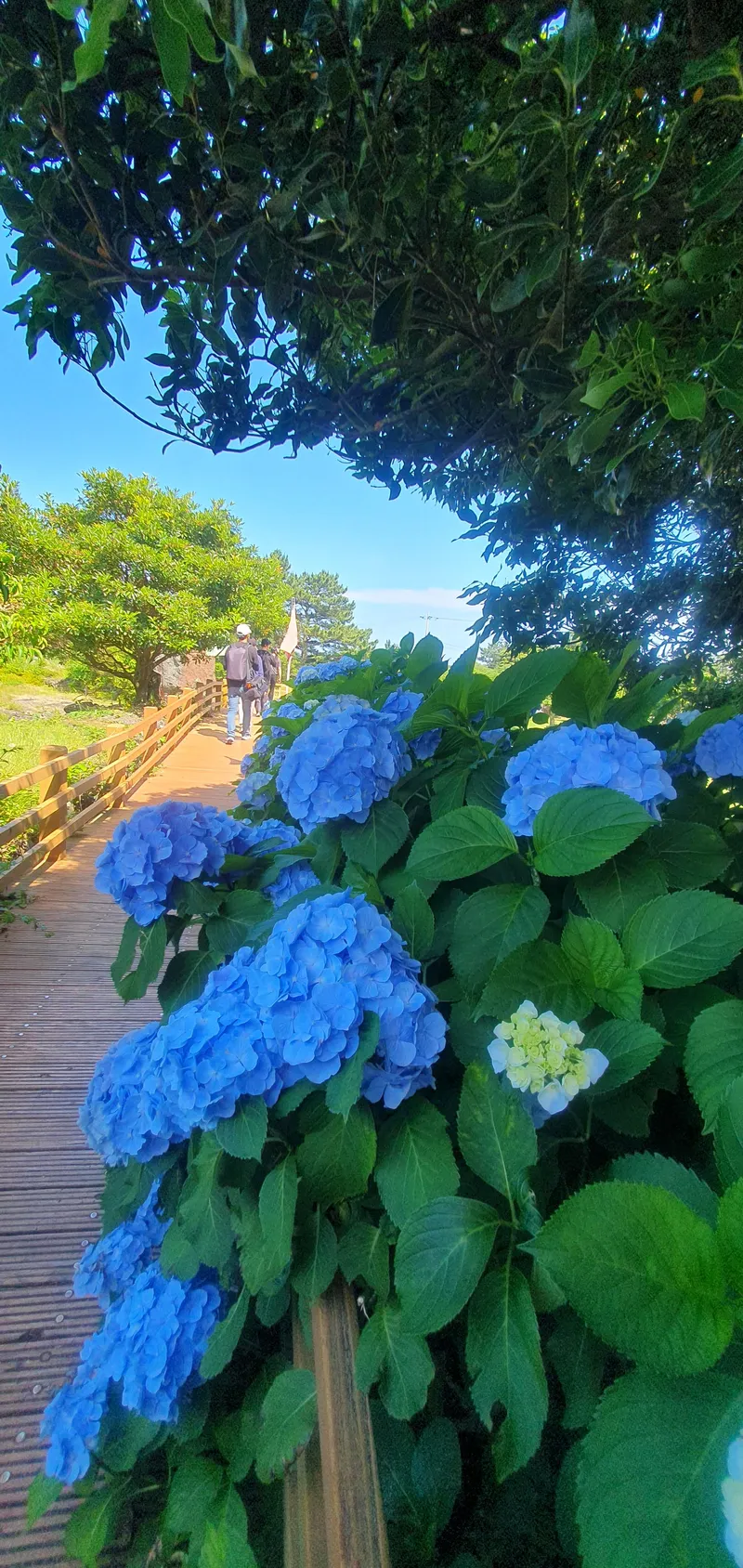 [Seongsan, Seogwipo] Sunrise Peak Penthouse Ocean View Two-Room Duplex Residence 57