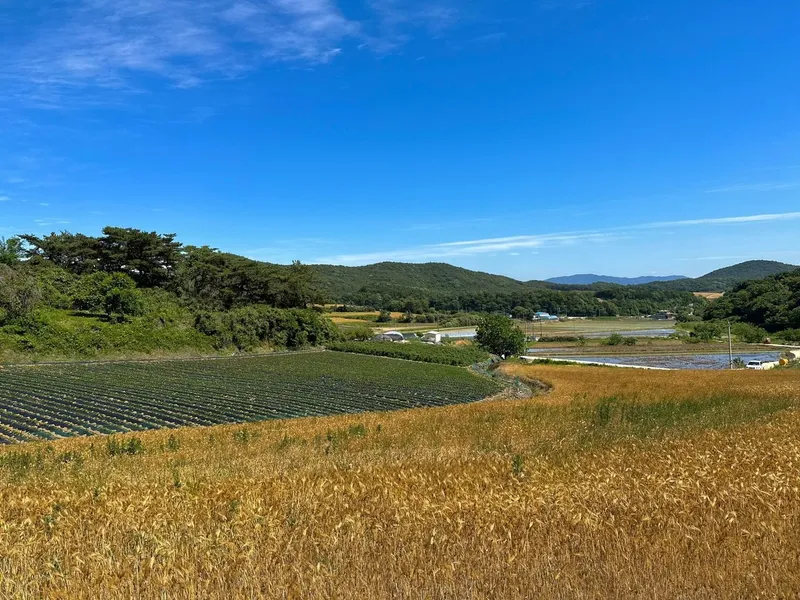 [Gochang] Gongeum green barley field, Seonunsan Mountain, 150 pyeong vegetable garden near Gusipo. Included 10