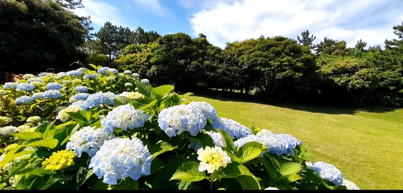 [Seongsan, Seogwipo] Sunrise Peak Penthouse Ocean View Two-Room Duplex Residence 58