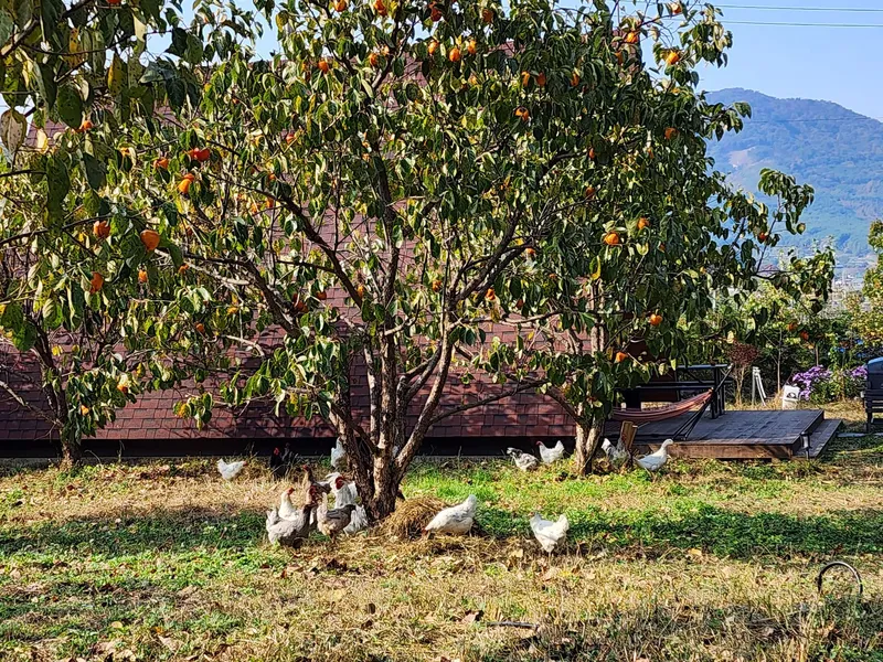 [Buyeo] Buyeo, South Chungcheong Province: Countryside Duplex Guesthouse #Forest #Duplex #Yard #Valley #HealingFarm 31