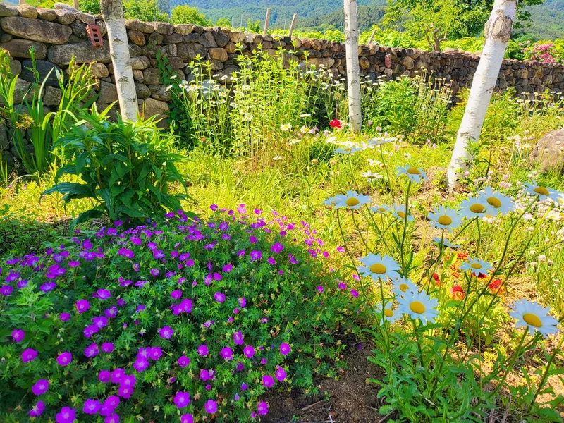 [Gangneung] Healing in a quiet countryside #Country life #Yard #Stone wall fish annex 16