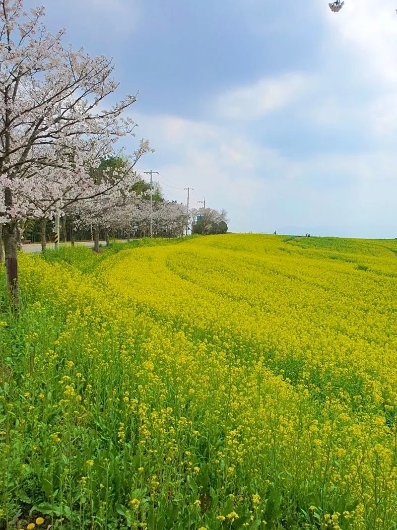 [Gochang] Gongeum green barley field, Seonunsan Mountain, 150 pyeong vegetable garden near Gusipo. Included 14