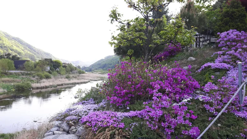 [강원 평창] 금당산자락 금당계곡 청정 고지대 휴양펜션: 시리우스 15
