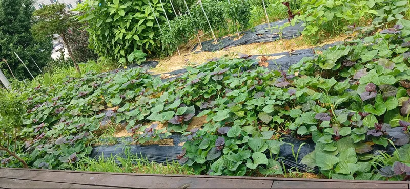 [충남 당진] #가성비#텃밭#숲세권#독채#복층#전원주택#시골살기 8