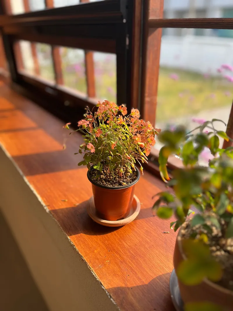 [Gangneung] 1 minute walk from Yeongjin Beach, emotional private house, lawn yard, jacuzzi 31