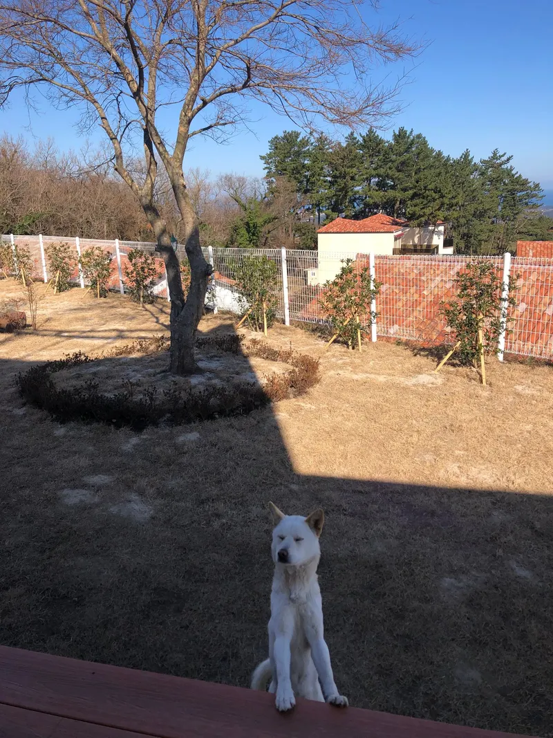 [제주 조천] 가족단위 애견동반 스테이 #바다조망 #넓은마당 20