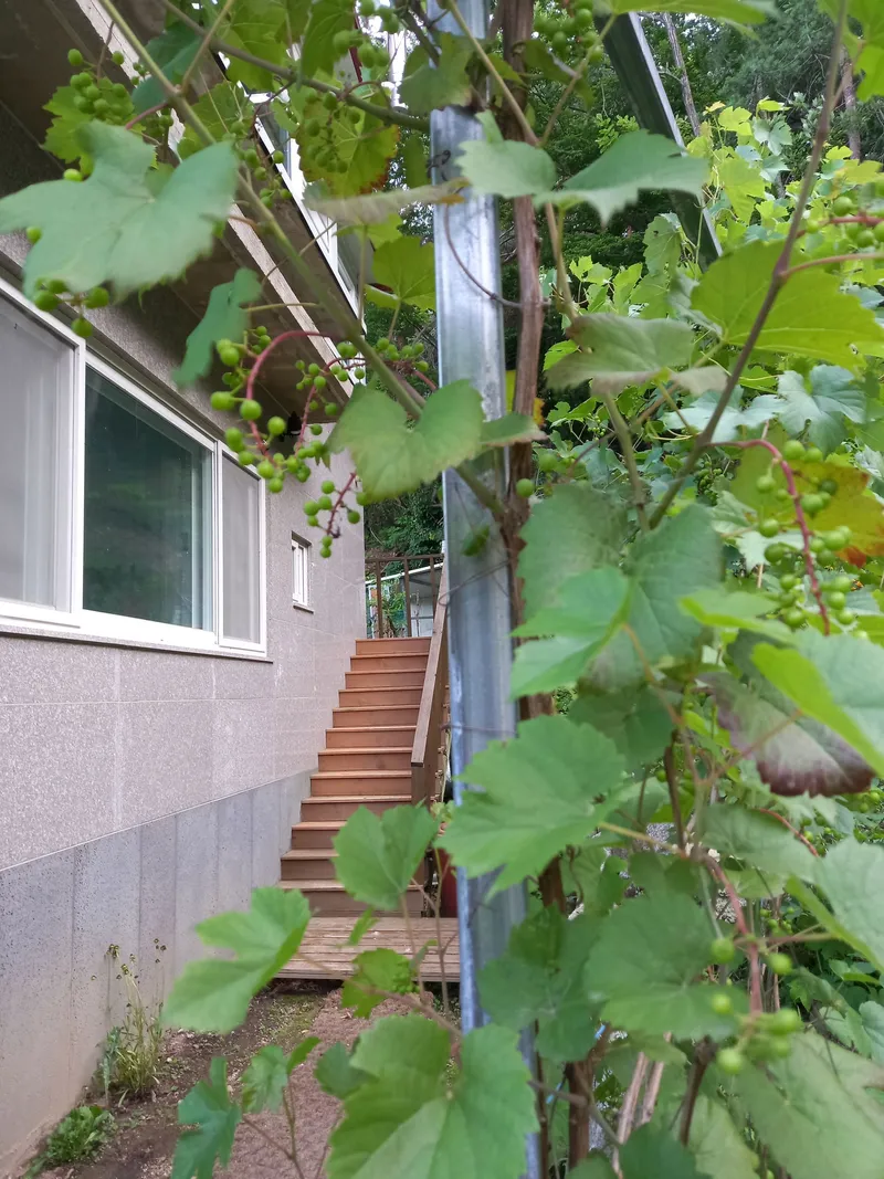 [강원 고성] 바다 산 계곡,산아래 2층에 있는 풍경화 속의 집,단란동 15