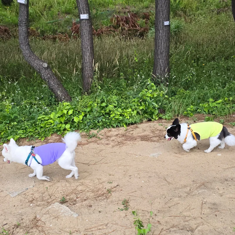 [강원 속초] ★속초해변도보1분★속초아이도보1분★최고층7층☆애견동반가능☆퀸침대2 33