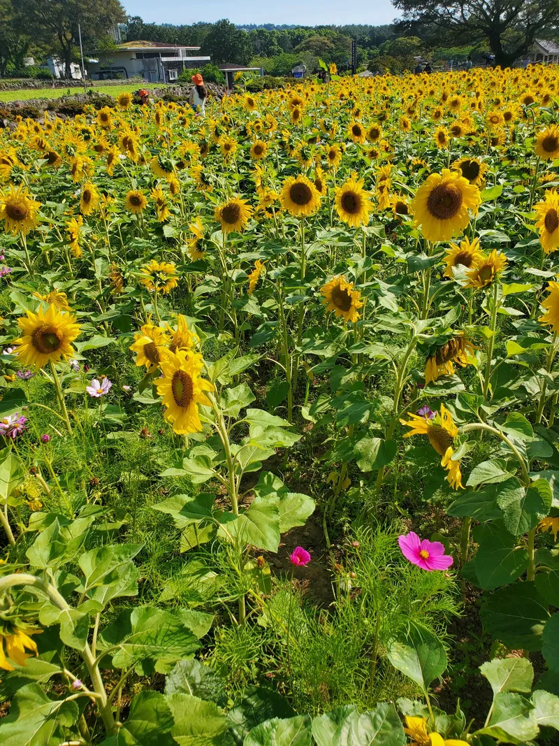 [제주 애월] 애월해안도로 투룸 독채 #가족형 27