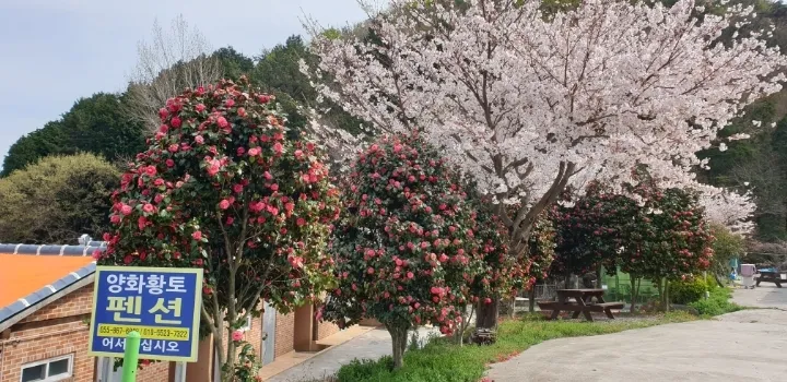 [Namhae] Namhae German Village 5 minutes by car Ocean View Sunrise Restaurant Hwangto #Chrysanthemum 17