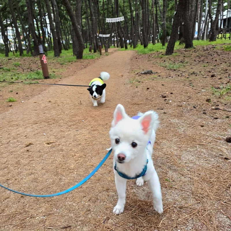 [강원 속초] ★속초해변도보1분★속초아이도보1분★최고층7층☆애견동반가능☆퀸침대2 32