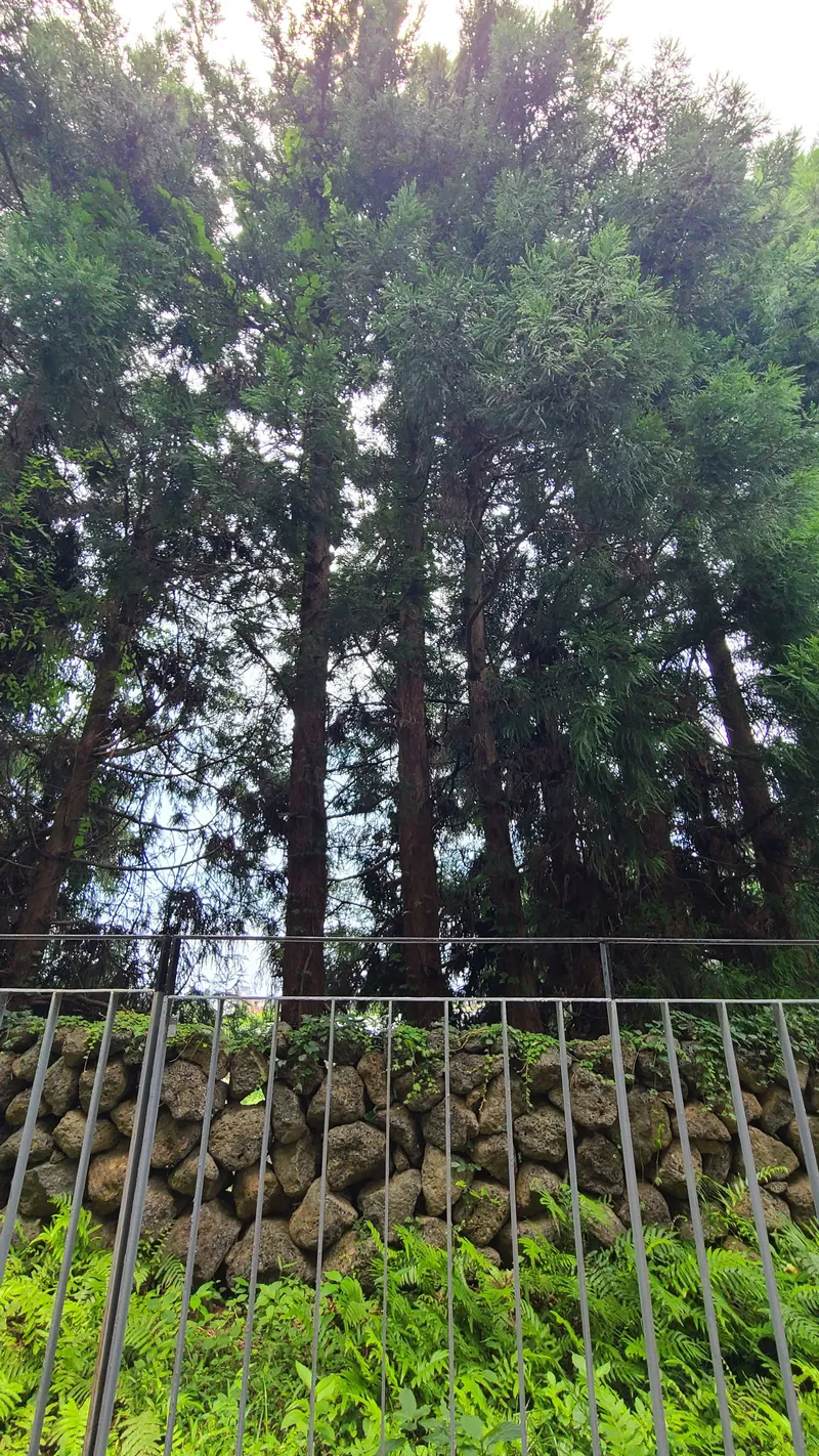 [Topyeong-dong, Seogwipo] (7 days or more) STAY Forest of Silence #1st floor terrace #Forest #Cedar stone wall forest [Seogwipo] 10