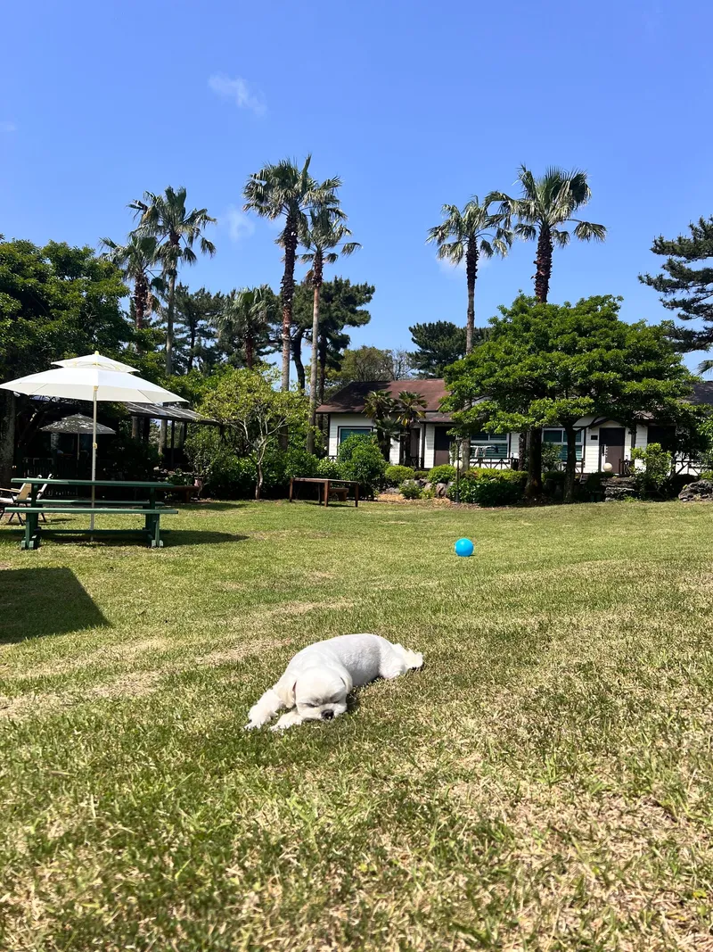 [Gujwa, Jeju][Jeju Sehwa] Spacious garden with separate bedroom D #Pets allowed 12