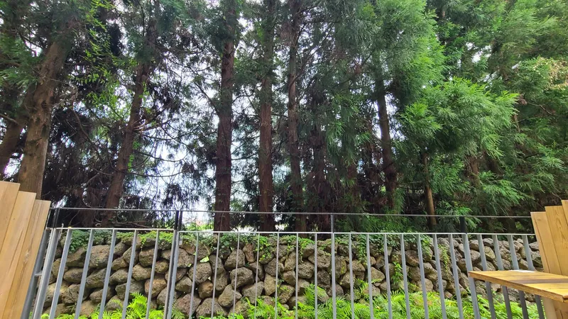 [Topyeong-dong, Seogwipo] (7 days or more) STAY Forest of Silence #1st floor terrace #Forest #Cedar stone wall forest [Seogwipo] 9