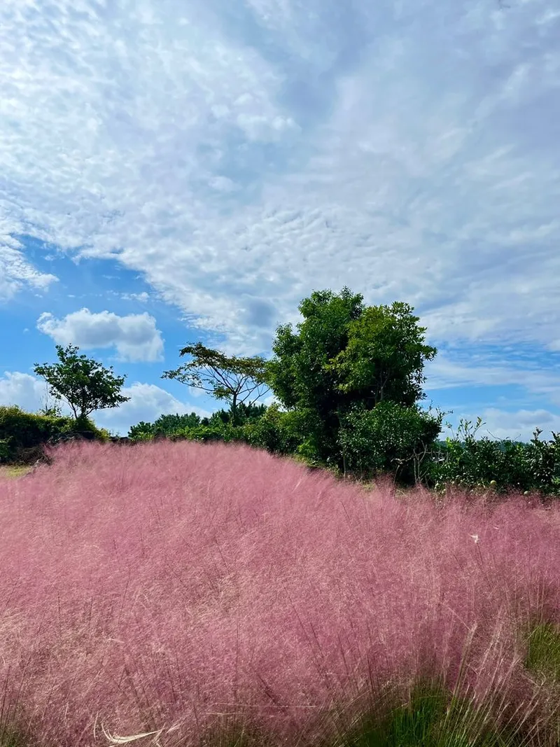 [제주 애월] 애월바다와 한라산이 보이는오션뷰 1층 독채 41