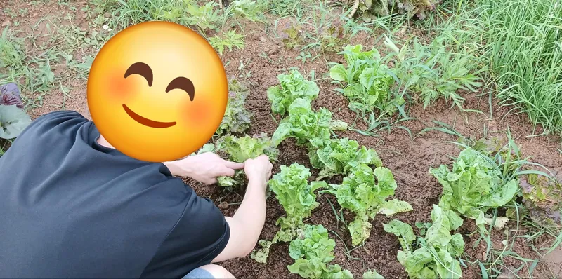 [충남 당진] #가성비#텃밭#숲세권#독채#복층#전원주택#시골살기 7