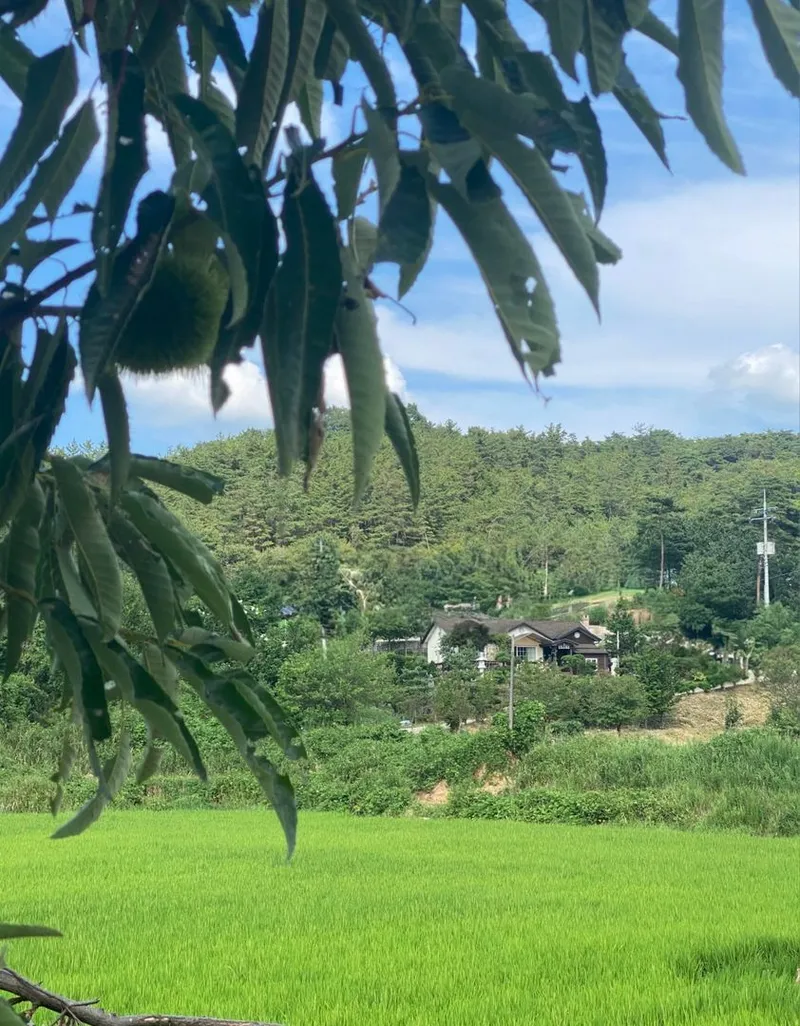 [Buyeo][Buyeo, South Chungcheong Province] A private space all your own amidst nature! A detached house in the forest 44