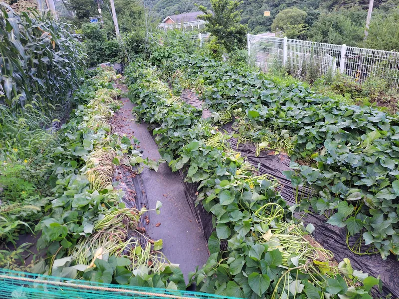 [경기 가평] 별빛  하우스 23