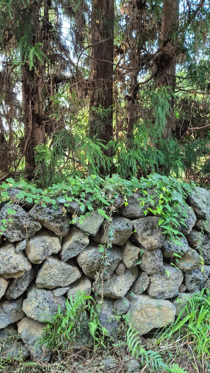 [Topyeong-dong, Seogwipo] (7 days or more) STAY Forest of Silence #1st floor terrace #Forest #Cedar stone wall forest [Seogwipo] 39