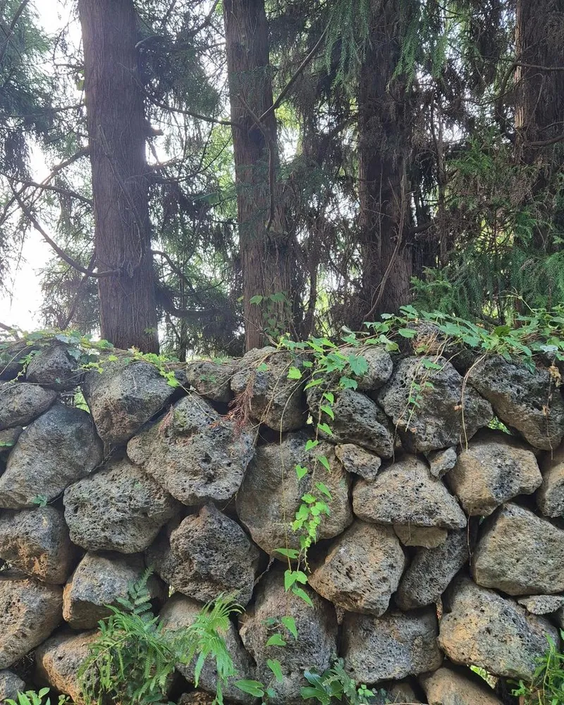 [Topyeong-dong, Seogwipo] (7 days or more) STAY Forest of Silence #1st floor terrace #Forest #Cedar stone wall forest [Seogwipo] 54
