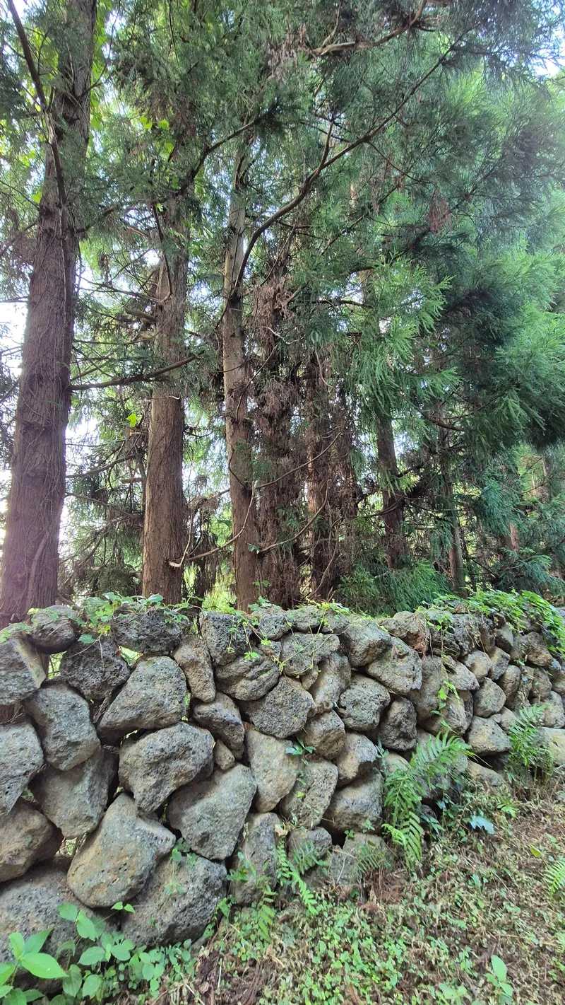 [Topyeong-dong, Seogwipo] (7 days or more) STAY Forest of Silence #1st floor terrace #Forest #Cedar stone wall forest [Seogwipo] 40