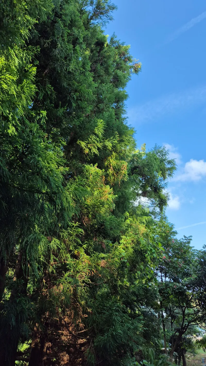 [Topyeong-dong, Seogwipo] (7 days or more) STAY Forest of Silence #1st floor terrace #Forest #Cedar stone wall forest [Seogwipo] 43