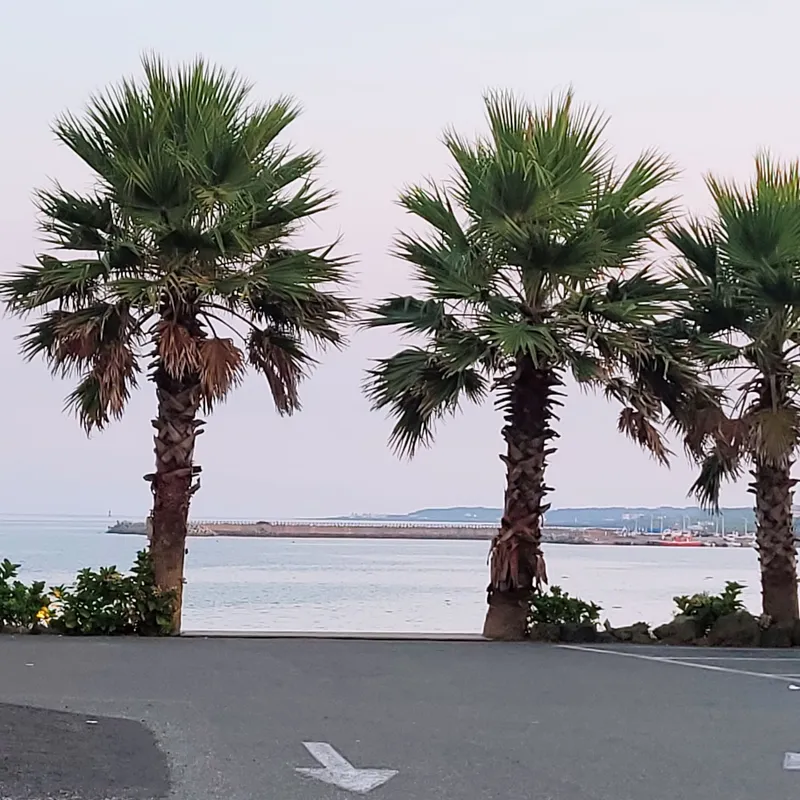 [Seongsan, Seogwipo] Stay 302 near Sinyangseopji Beach, Seogwipo City 14