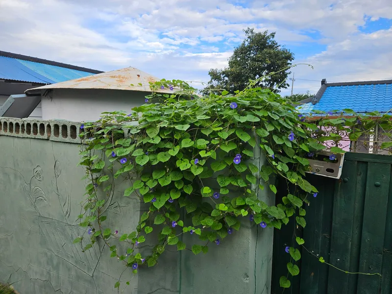 [Gyeongju] Namsan View Hyeongsan Riverside #One Room #With Garden #Rural Farmhouse 21