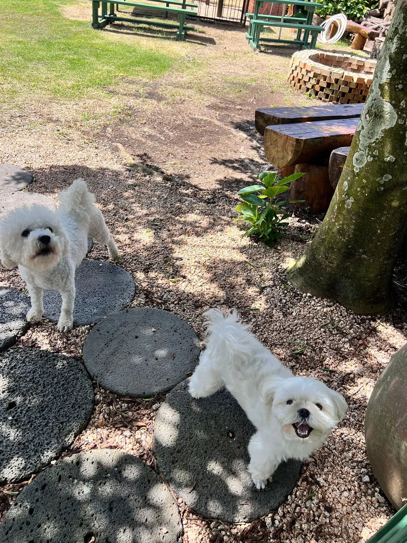 [Gujwa, Jeju][Jeju Sehwa] Spacious Garden Sehwa Forest One-Room #3 #Pets Allowed 10