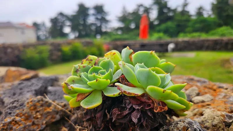 [Hallim, Jeju] #4-sided stone wall #Best location for traveling in the west of Jeju #A space for living for a month with everything 35