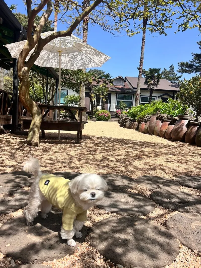 [Gujwa, Jeju] One-room apartment in Sehwa Forest with a large garden #Dogs allowed 18