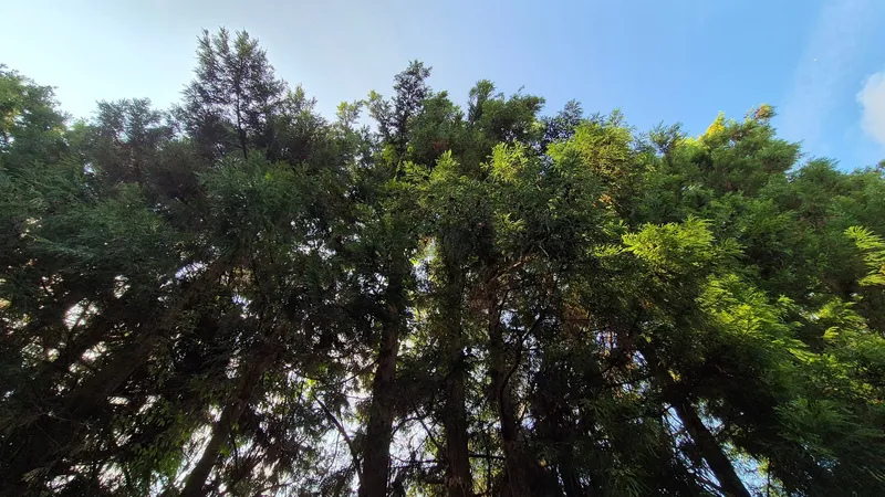 [Topyeong-dong, Seogwipo] (7 days or more) STAY Forest of Silence #1st floor terrace #Forest #Cedar stone wall forest [Seogwipo] 42